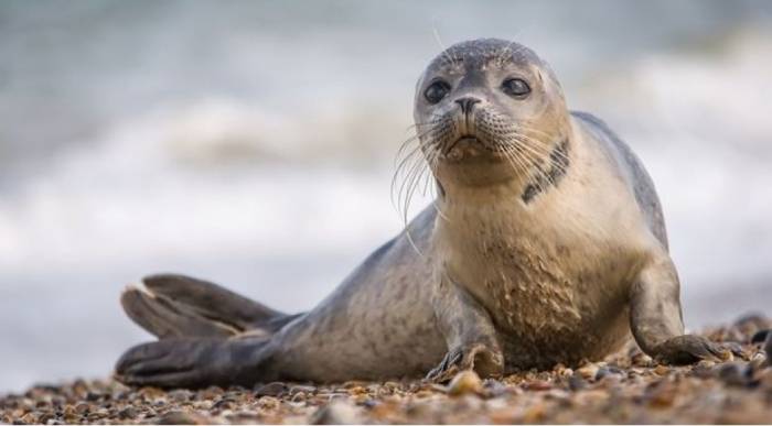 Xəzərin Dağıstan sahilində aşkarlanan suitilərin ölüm səbəbi araşdırılır