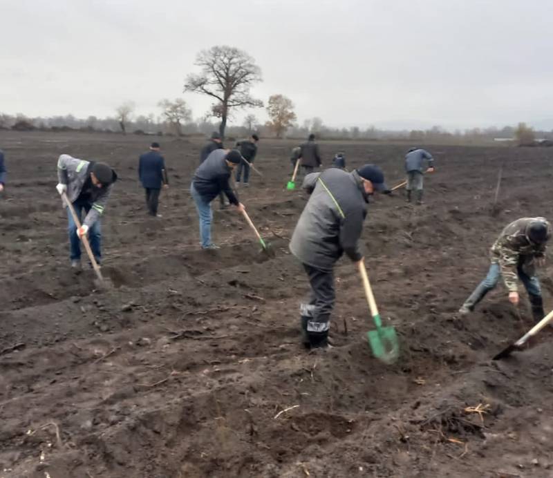 Meşəbərpa tədbirləri davam edir - FOTOLAR