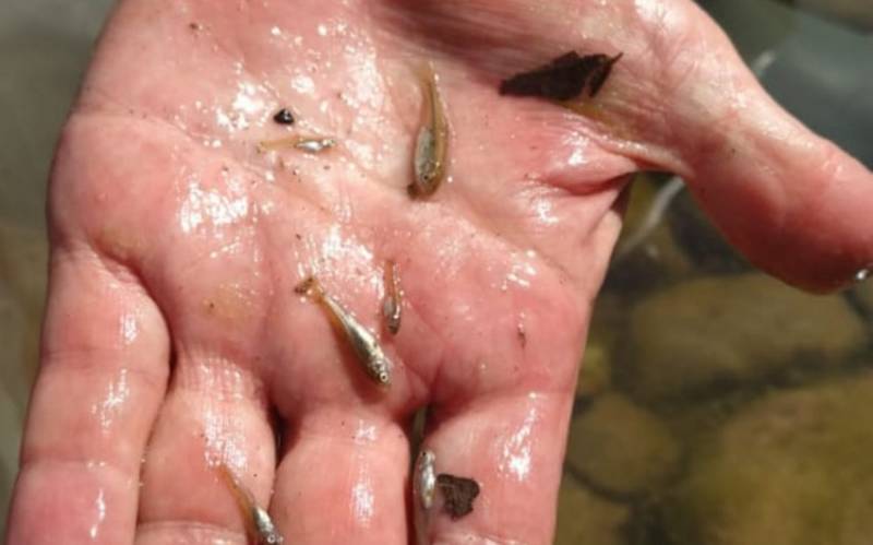 Ermənistanın Oxçuçayı çirkləndirməsi ilə bağlı sənədlər Baş Prokurorluğa təqdim olundu