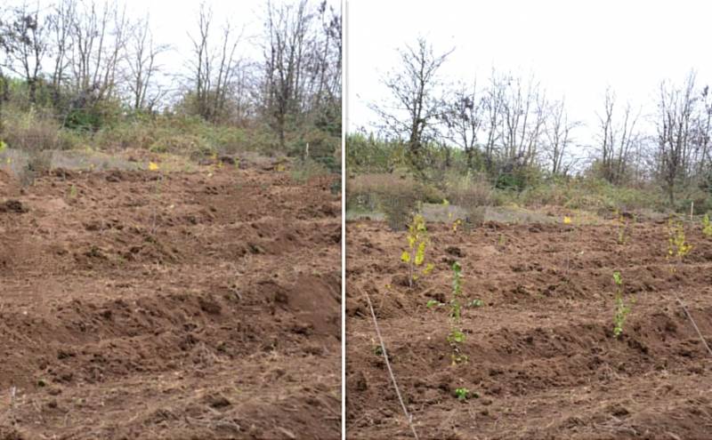 Meşə fondu torpaqlarında 670 mindən çox ağac əkilib - FOTOLAR