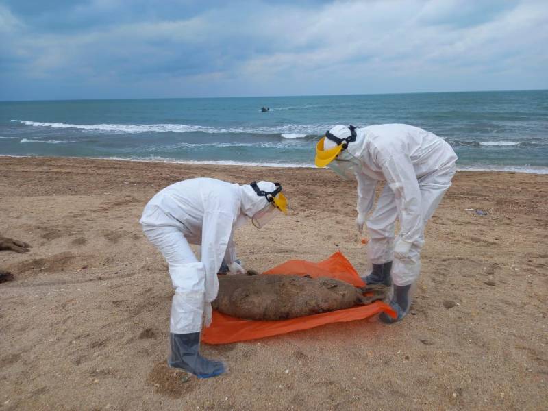 Xəzər dənizinin sahilində suiti cəsədlərindən nümunələr götürüldü - FOTOLAR