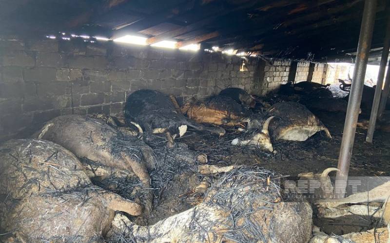 Kürdəmirdə güclü YANĞIN: 39 baş iribuynuzlu heyvan tələf olub - FOTOLAR