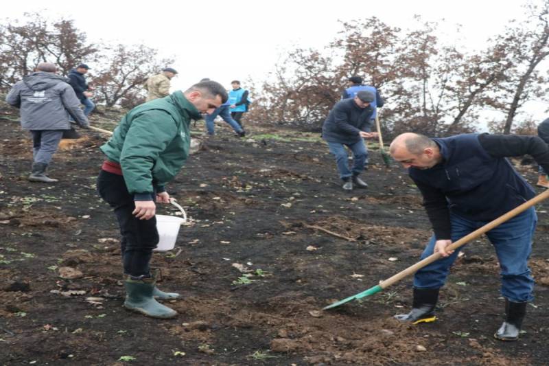 Bu gün meşə fondu torpaqlarında 23 000-dən çox ağac əkilib - FOTOLAR