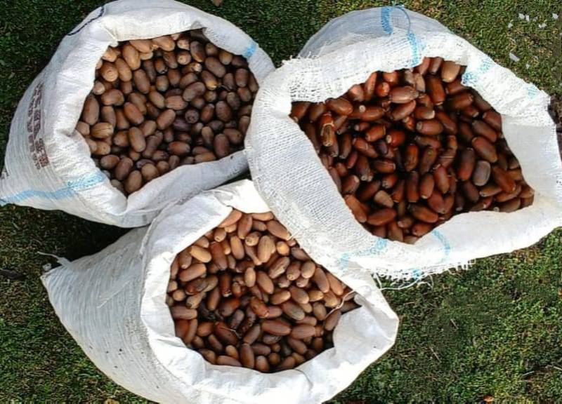 Son bir həftədə meşə fondu torpaqlarında 100 mindən çox  ağac əkildi - FOTOLAR