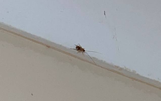 Bakıda məktəbi tarakan basıb? - RƏSMİ AÇIQLAMA