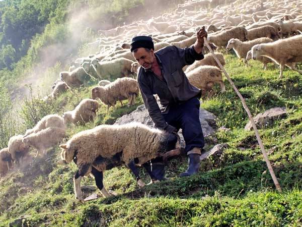 Mal-qaranı qorumaq istəyən çoban bıçaqlandı