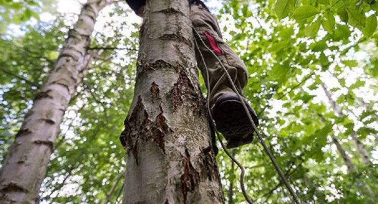 Qaxda ağacdan yıxılan kişi ÖLDÜ