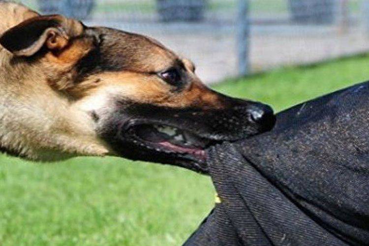 Zaqatalada 3 yaşlı uşağı it dişlədi