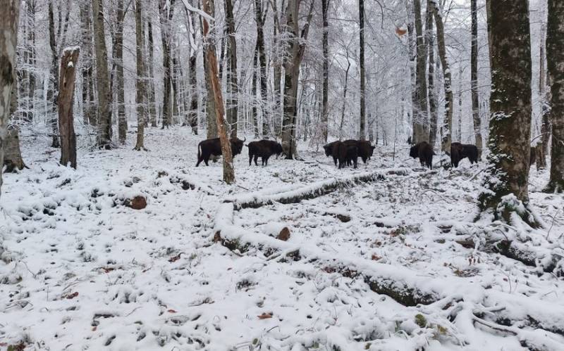 Nəcib marallar və zubrlar adaptasiya dövrünü keçir - FOTOLAR