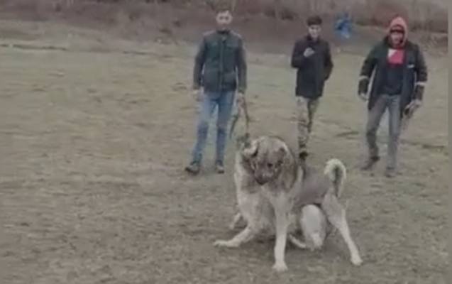 Göygöldə it döyüşdürən şəxslər həbs edildi - VİDEO