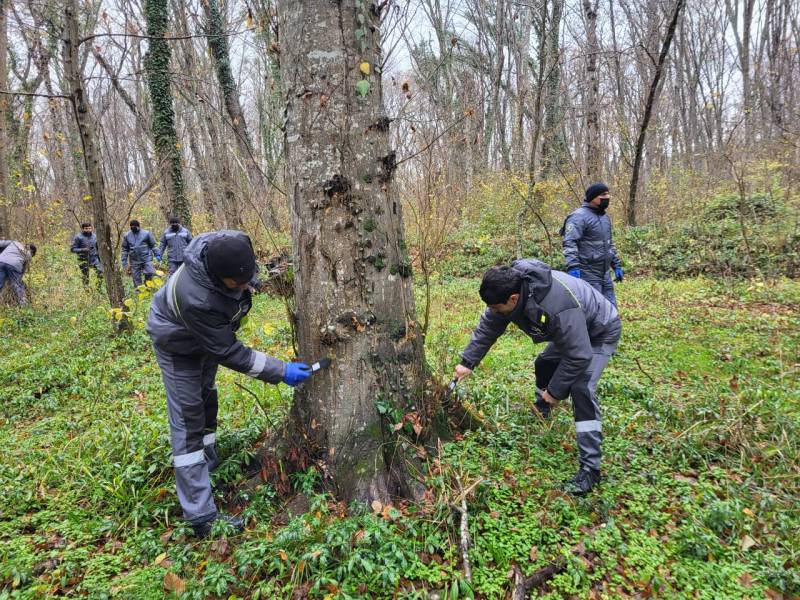 Meşələrin zərərvericilərdən qorunması istiqamətində tədbirlər həyata keçirilir