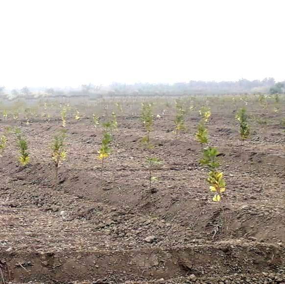 Daha 140 hektarda əkin və səpin işləri aparılacaq - İlə möhtəşəm YEKUN (FOTO)