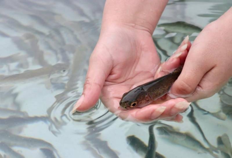 Xəzərin Siyəzən rayonu akvatoriyasına Qızılbalıq körpələri buraxıldı - FOTO