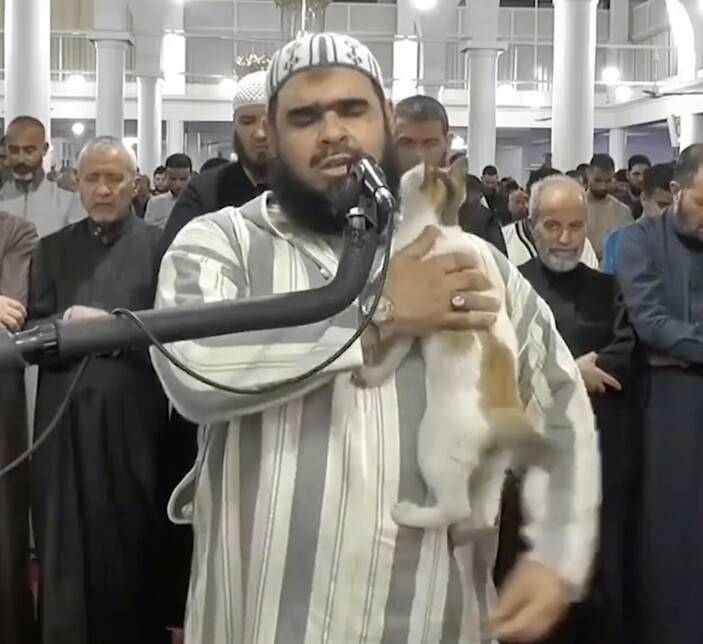 Namaz vaxtı imamın üstünə çıxan pişiyin videosu trend oldu - FOTO/VİDEO