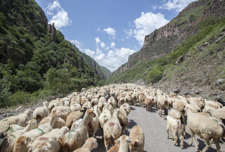 Laçın və Kəlbəcər yaylaqlarına köç etmək istəyənlərin nəzərinə