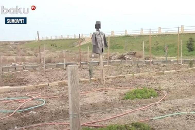 Xiyar, pomidor əkilən Sumqayıt bulvarı - VİDEO