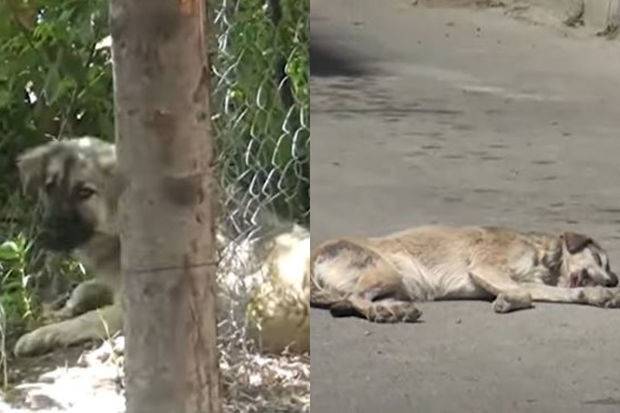 Bərdədə sahibsiz itlər insanların qorxulu yuxusuna çevrildi - VİDEO