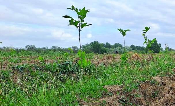 Meşə fondu torpaqlarında 14 mindən artıq ağac əkilib - FOTO