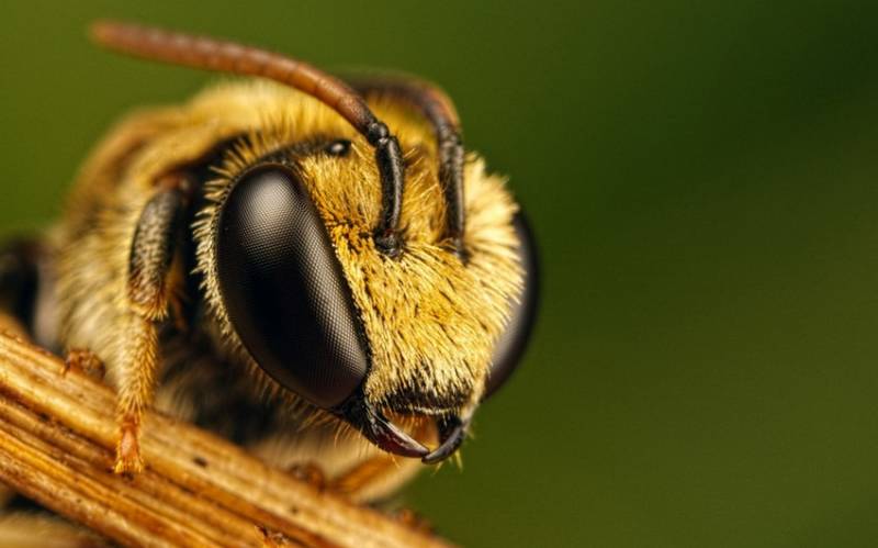 Qaxda arının sancdığı kişi öldü