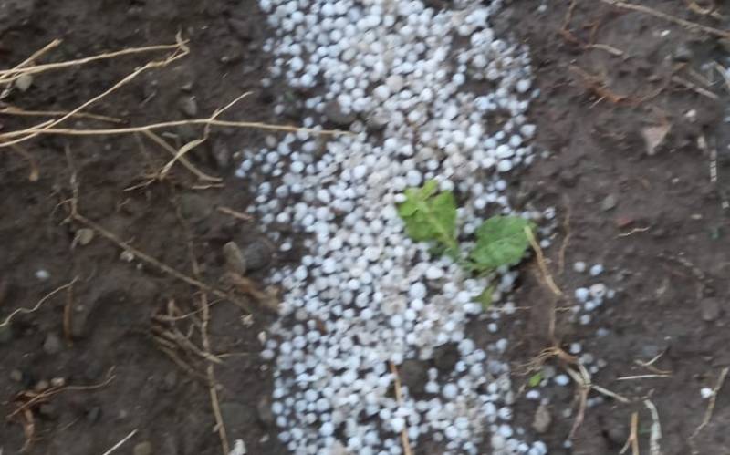 Şəkidə dolu bir sıra fəsadlar törətdi - FOTO