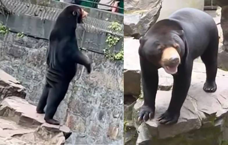 Zooparkdakı ayı görənləri heyrətə gətirdi: Həqiqətən ayıdır, yoxsa insan? - FOTO