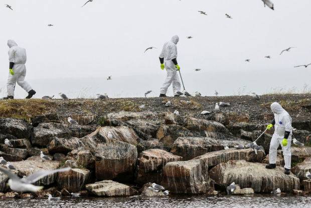 Avropada quş qripi panikası: Bu ölkədə 50 min heyvan məhv ediləcək