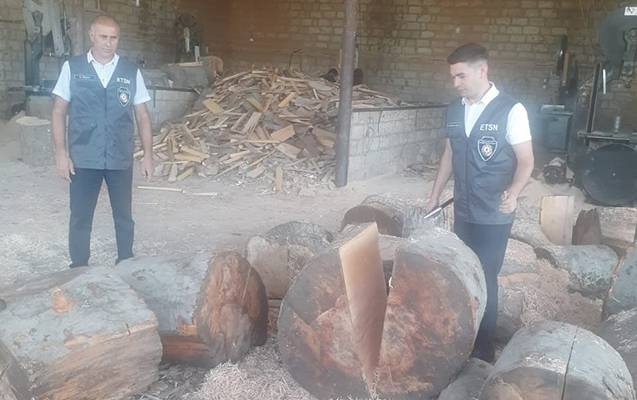 Qanunsuz əldə edilmiş meşə materialı aşkarlandı - FOTOLAR