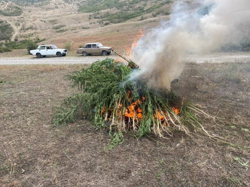 Sabirabadda 1 ton çətənə bitkisi məhv edildi