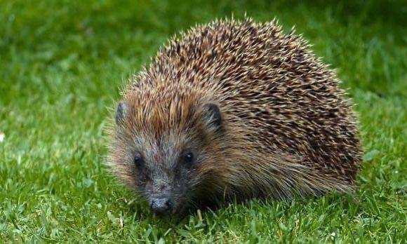 Zaqatalada kirpi ovçuları saxlanıldı - FOTO