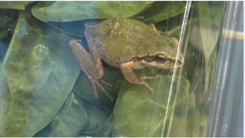 ABŞ-da mağaza paketinin içindən qurbağa çıxdı