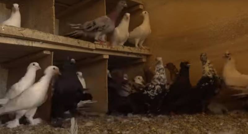 Bakıdan Mayk Taysona göyərçin hədiyyəsi - VİDEO