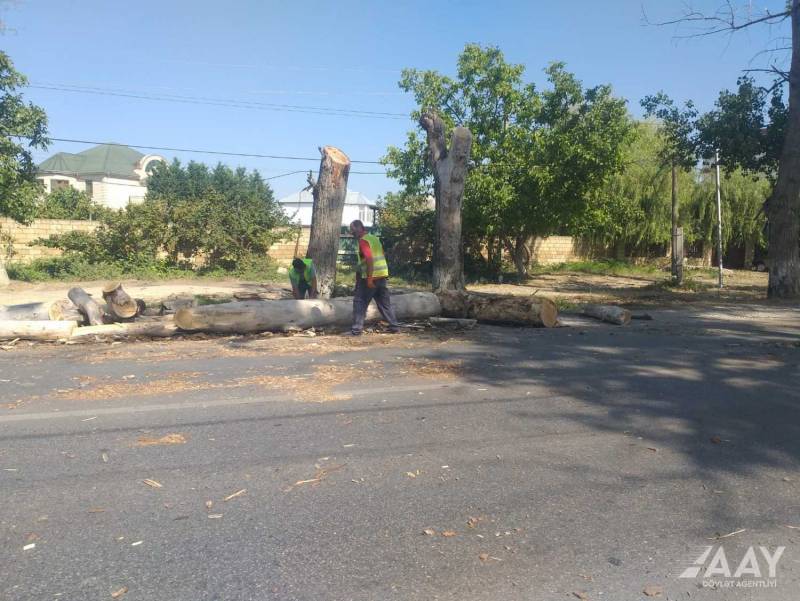 Təhlükə törədən qurumuş budaq və ağacların kəsilməsi prosesinə start verilib - FOTOLAR