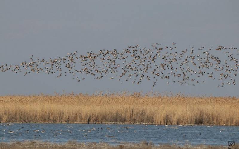 Qızılağac Milli Parkının ərazisində qanunsuz ov edən şəxs SAXLANILDI