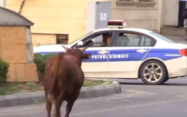 Azərbaycanda qəribə OLAY: Qəssabın əlindən qaçan dana...