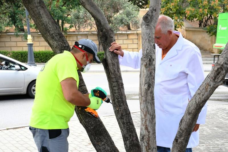 Paytaxtda zeytun ağaclarının müalicəsi ilə bağlı açıqlama - FOTOLAR