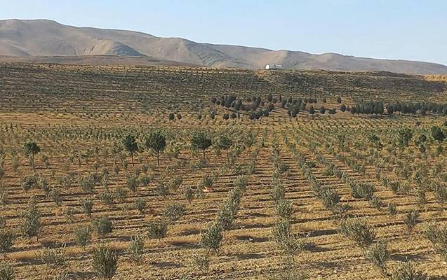 Payız başlayandan 785 mindən artıq ağac əkildi