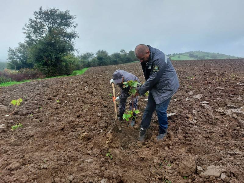 Meşə fondu torpaqlarında 1 milyondan artıq ağac əkildi - FOTOLAR