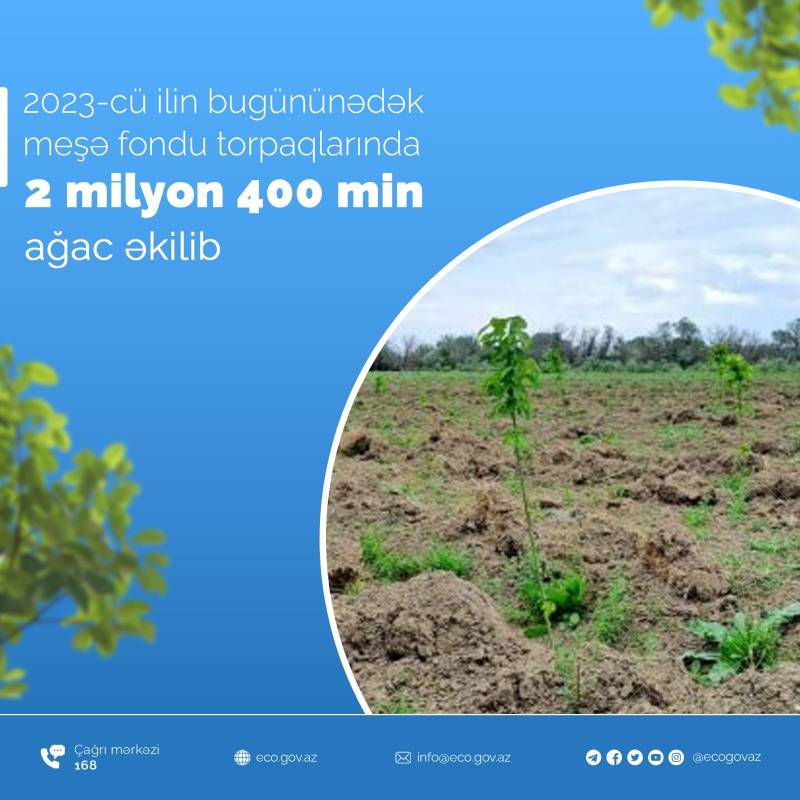 Meşə fondu torpaqlarında 2 milyon 400 min ağac əkilib