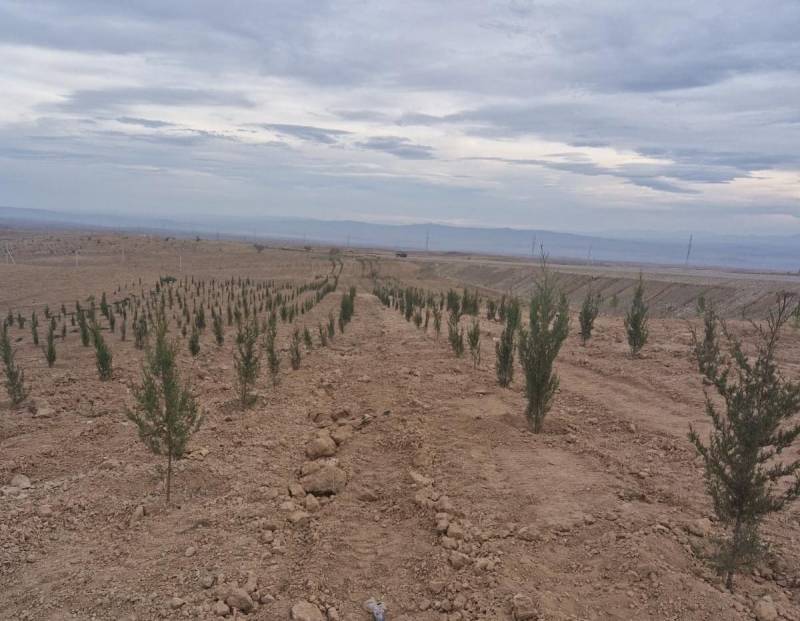 \"Dostluq Meşəsi\"ndə və ətrafdakı yamaclarda bugünədək 63 mindən çox ağac əkilib - FOTOLAR