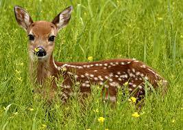 Cəbrayıl ərazisindəki ceyranların digər ərazilərdə də müşahidə olunması onların əraziyə uyğunlaşdığının göstəricisidir -Xidmət rəisi