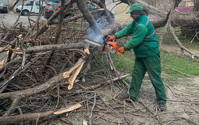 Güclü külək Bakıda ağacları qırdı - FOTO