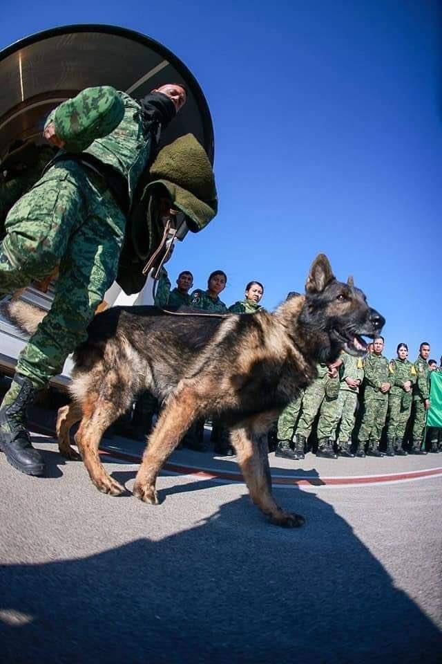 Zəlzələdən sonra Meksikadan gələn \"qəhrəman\" it Türkiyədə öldü - FOTO