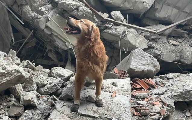 17 nəfəri dağıntılar altından xilas edən Kilian - FOTO
