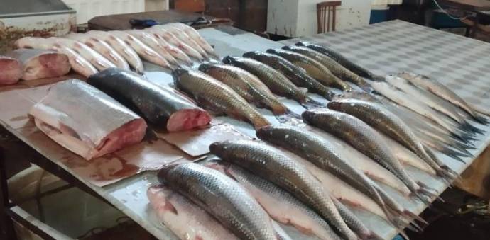 Qanunsuz ovlanmış balıqların satışı ilə məşğul olan şəxslər müəyyən edildi