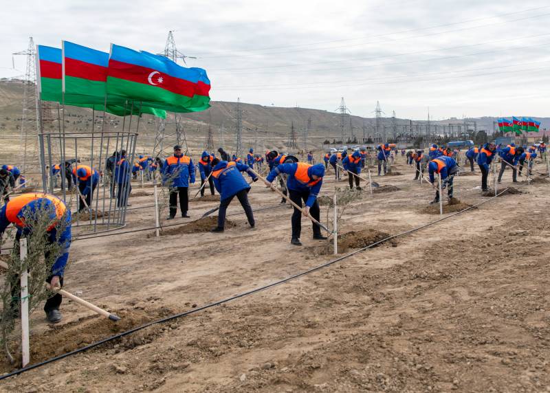 “Azərişıq” ağacəkmə aksiyası keçirdi - FOTOLAR
