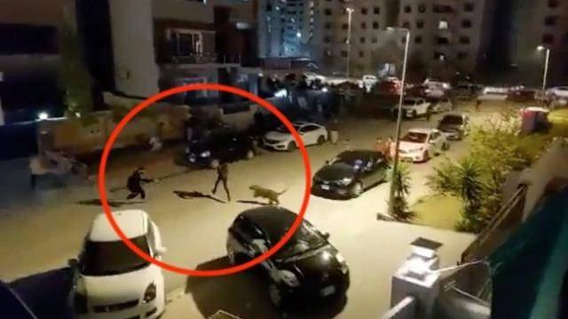Qəfəsdən qaçan bəbir qarşısına çıxan hər kəsə hücum etdi - Ölü və yaralılar var (VİDEO)
