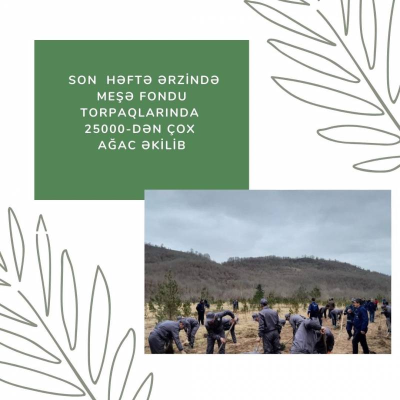 Son  həftə ərzində meşə fondu torpaqlarında 25 000-dən çox ağac əkilib