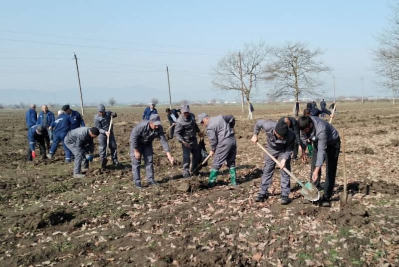 Od çərşənbəsində 34 000  ağac əkilib - FOTOLAR