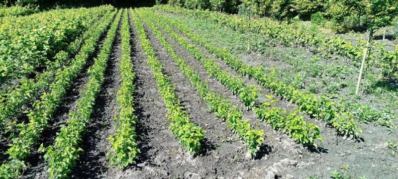 Meşəbərpa tədbirləri bayram günlərində də davam etdirilir - FOTOLAR