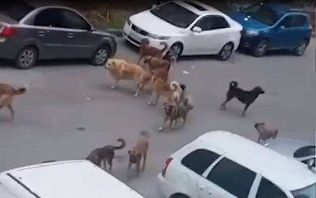 Masazırdakı sahibsiz itlərlə bağlı RƏSMİ AÇIQLAMA